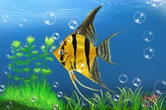 エンゼルフィッシュ