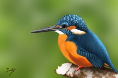 カワセミ