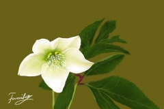 クリスマスローズ