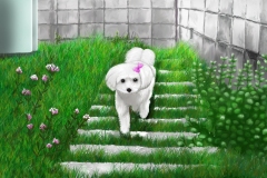 愛犬（ルルちゃん）