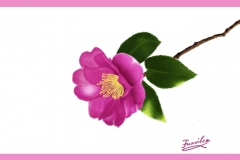 山茶花