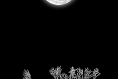 満月とススキ