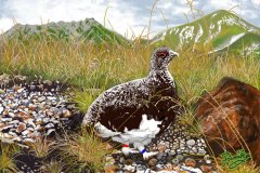 雷鳥　（立山）