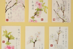 桜の花　品種色々